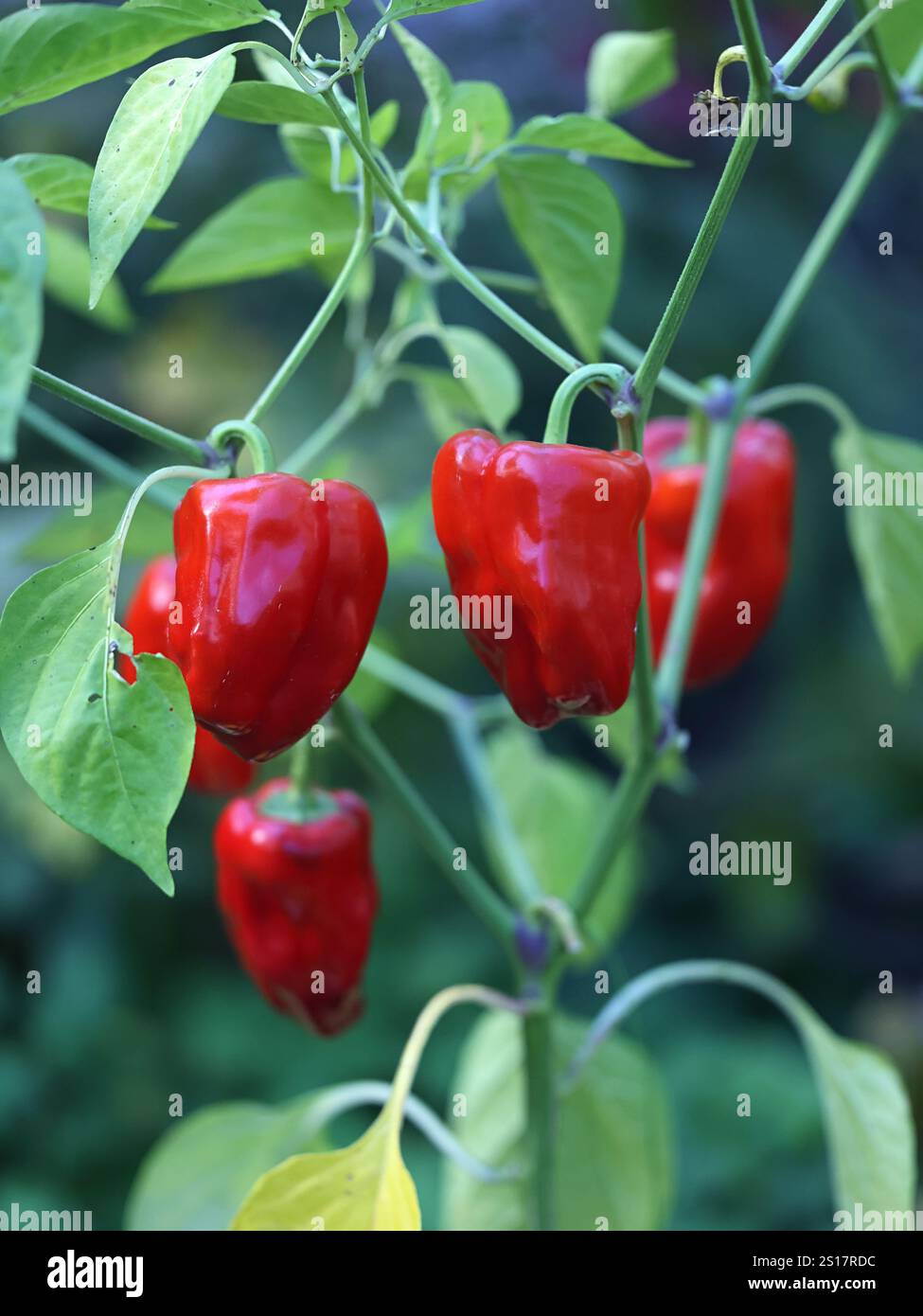 Red chili peppers and green leaves Stock Photo