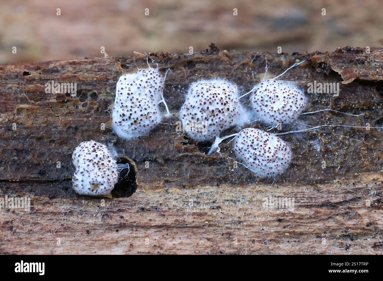 Myriococcum praecox, fungi from Finland, microscope image of sclerotium Stock Photo