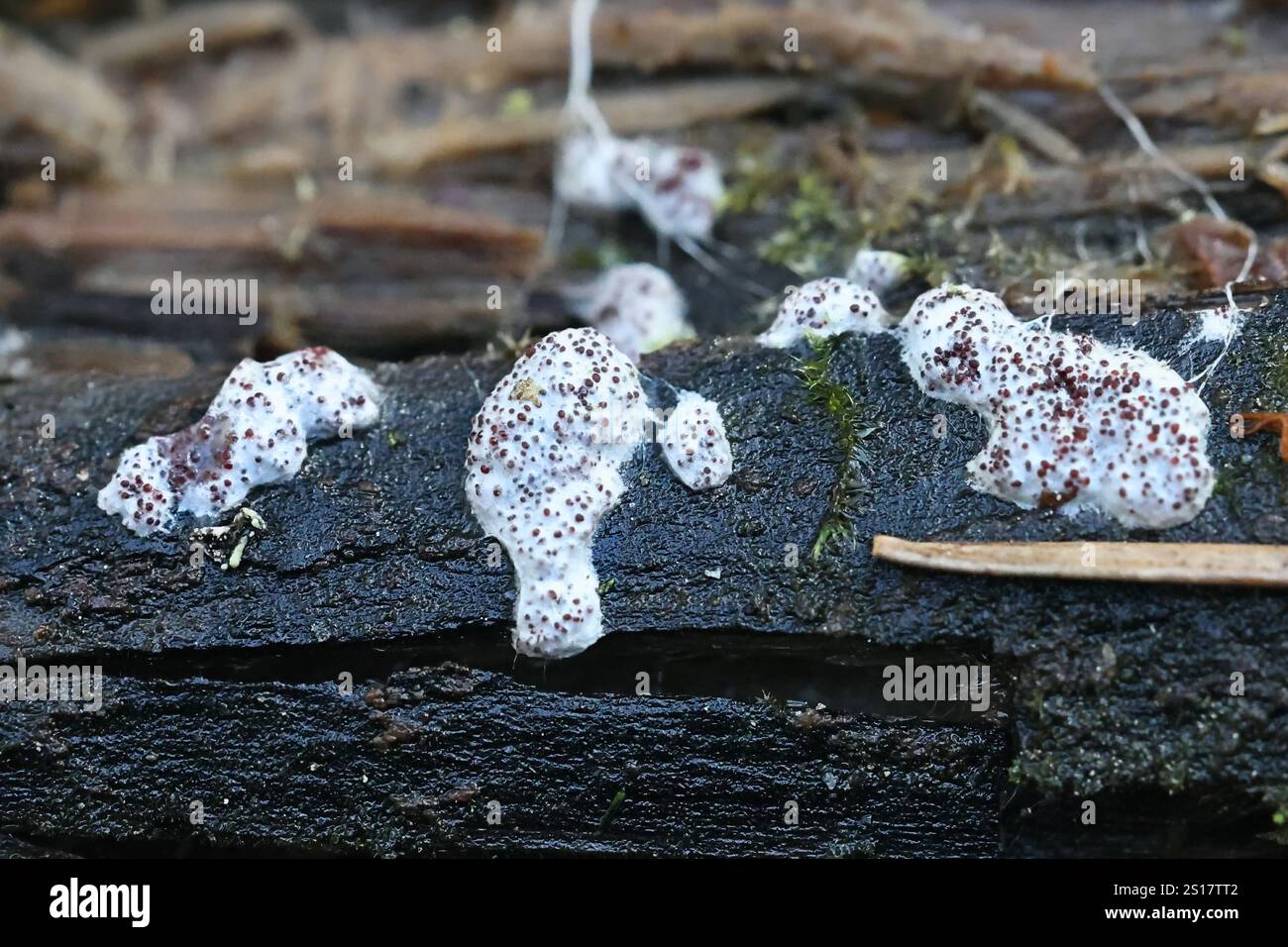 Myriococcum praecox, fungi from Finland, microscope image of sclerotium Stock Photo