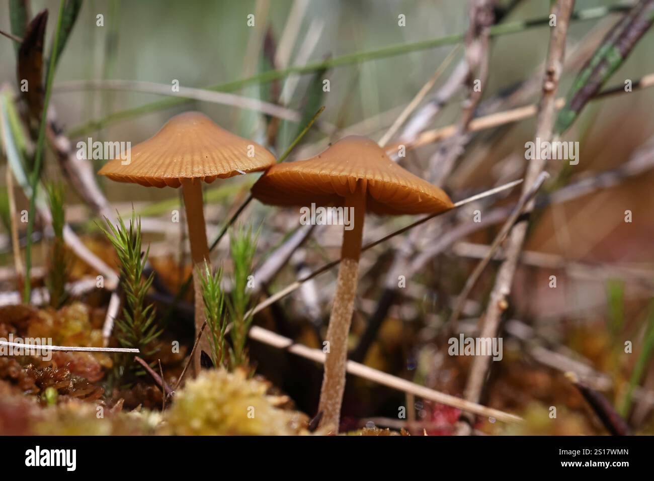 Galerina hybrida, a bog galerina from Finland, no common English name Stock Photo