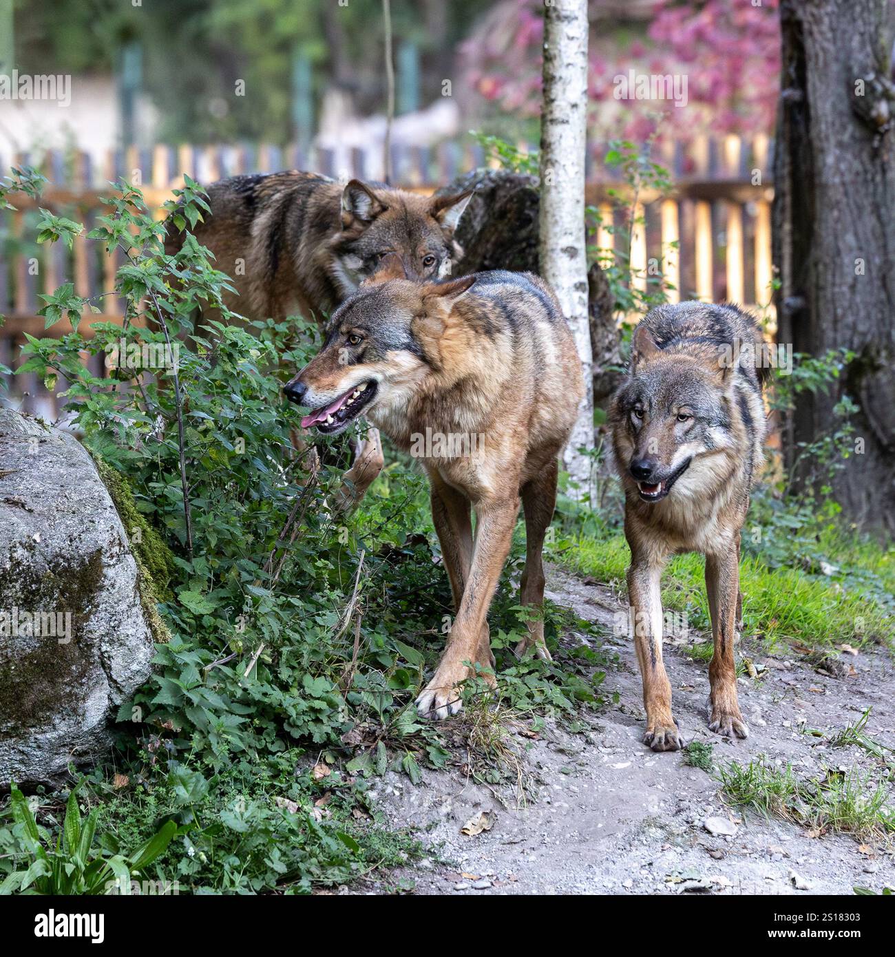 The wolf, Canis lupus, also known as the grey wolf or timber wolf is a ...