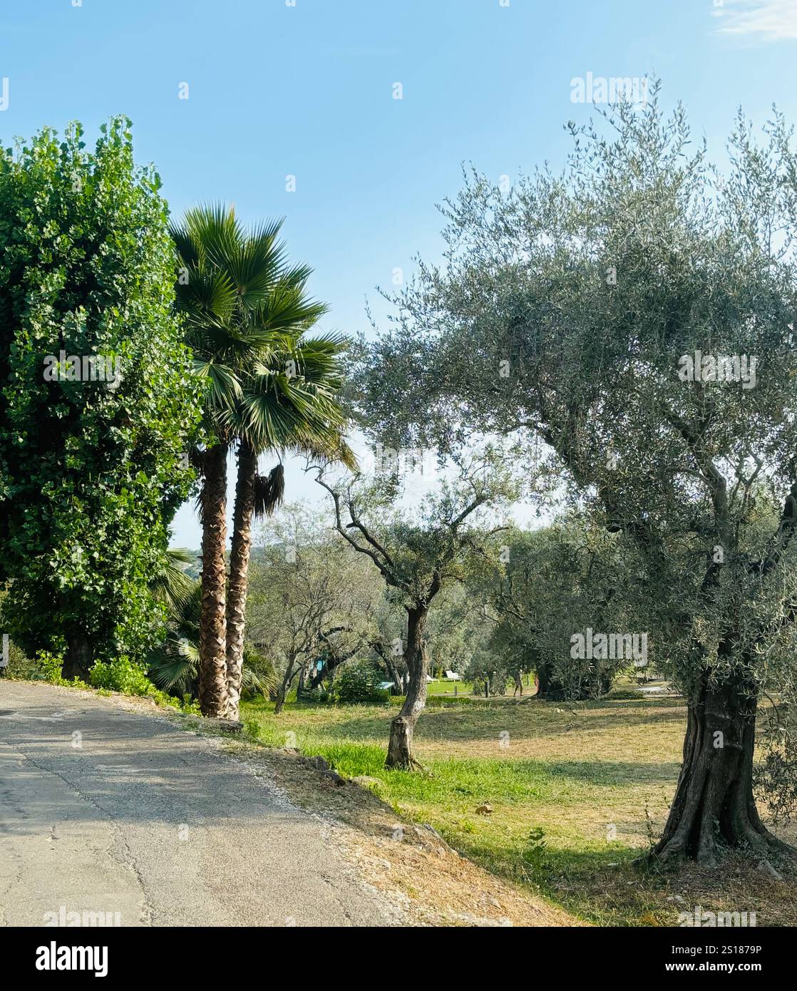 Olive trees and palm trees on a south of France golf course - Smartphone Captured Stock Image
