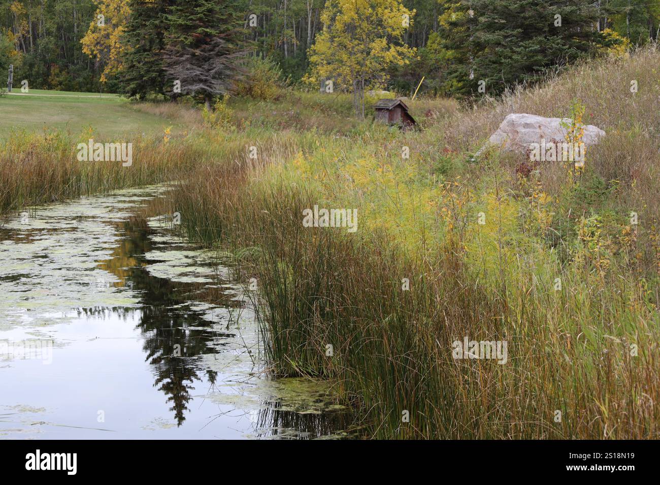 pine tree reflected in a placid creek Stock Photo