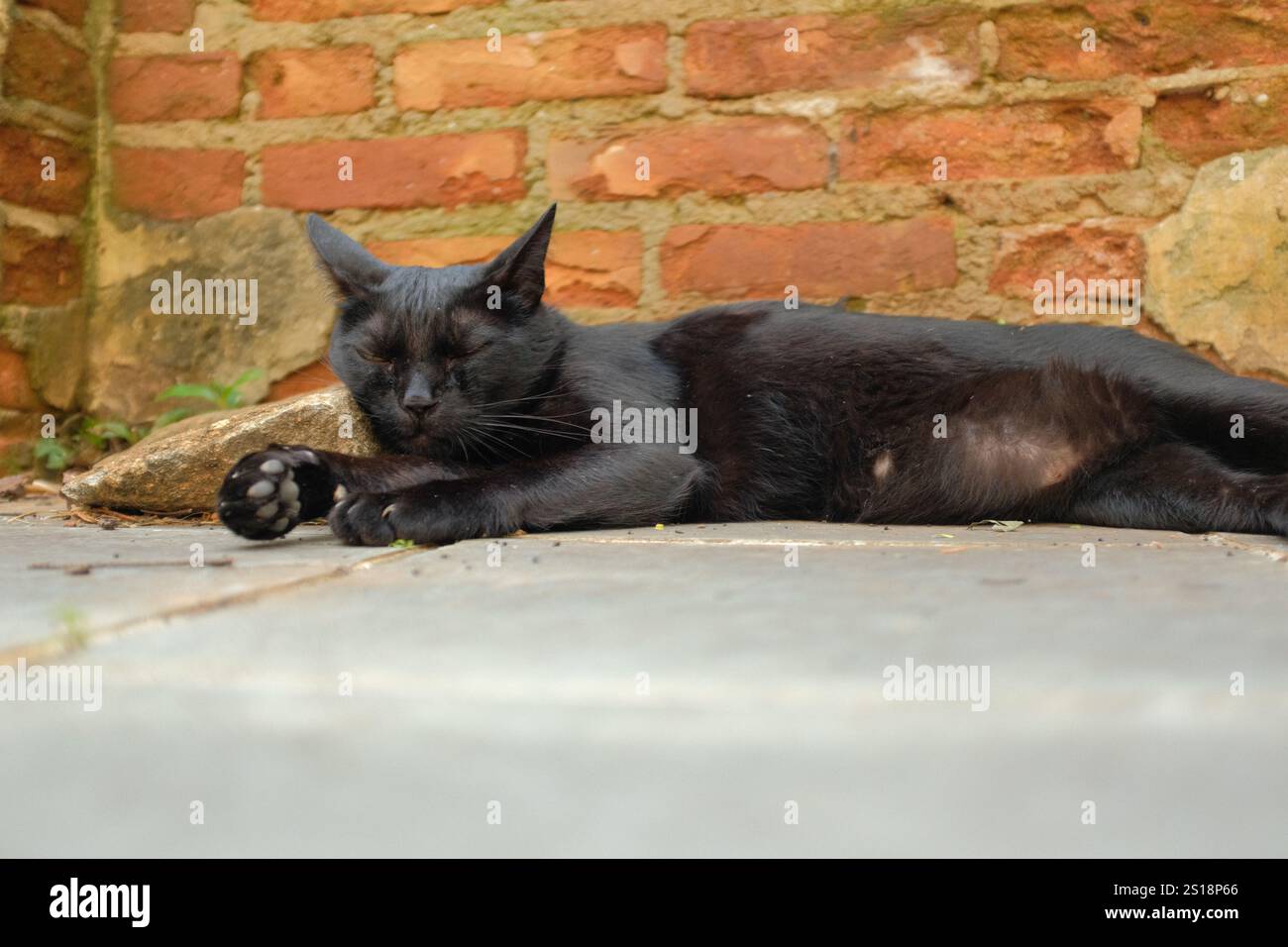 Portrait of a cute black cat lying in front of a rustic brick wall ...
