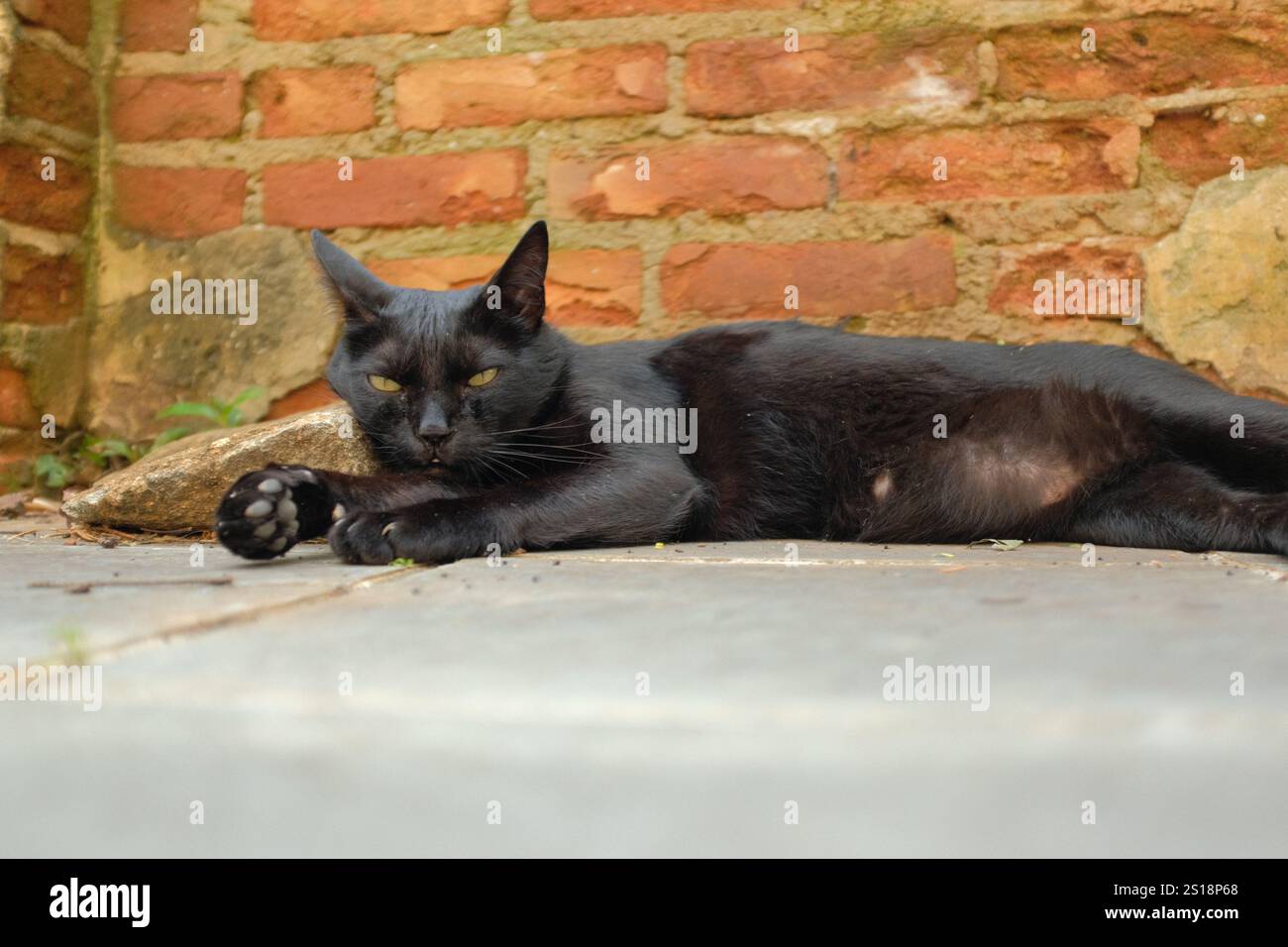 Portrait of a cute black cat lying in front of a rustic brick wall ...