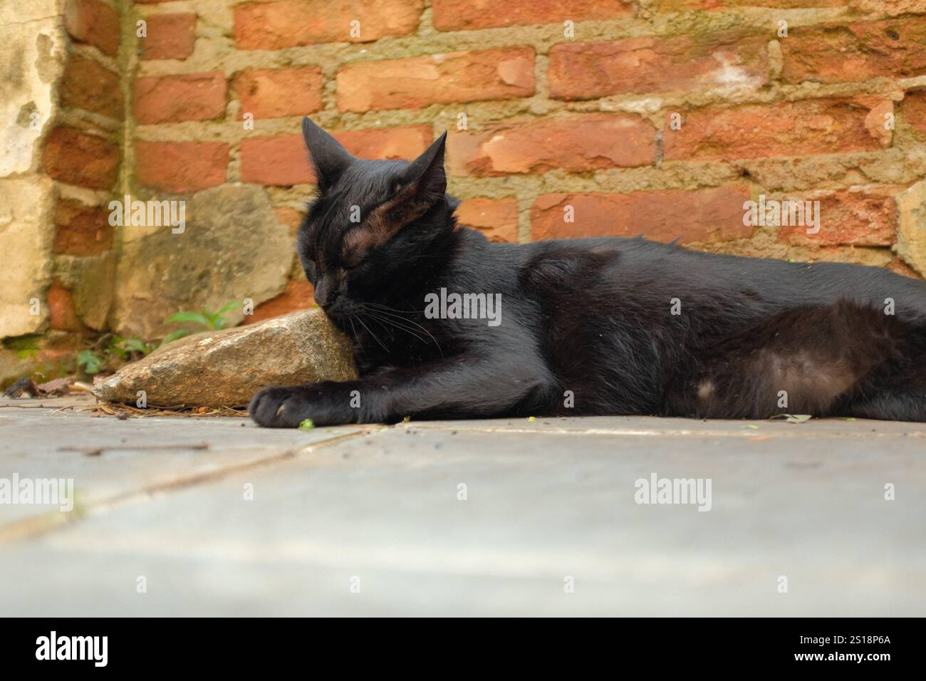 Portrait of a cute black cat lying in front of a rustic brick wall ...