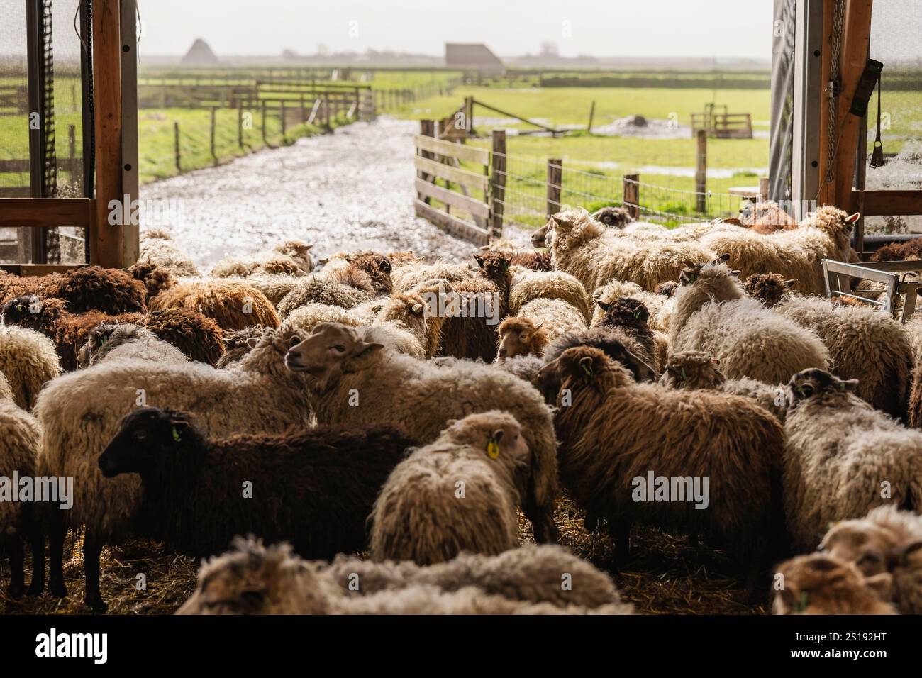 sheeps Stock Photo