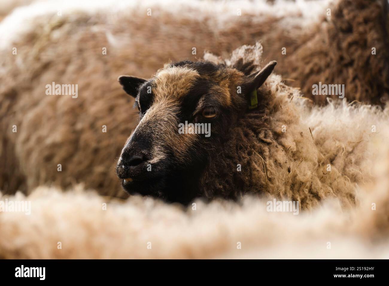 sheeps Stock Photo