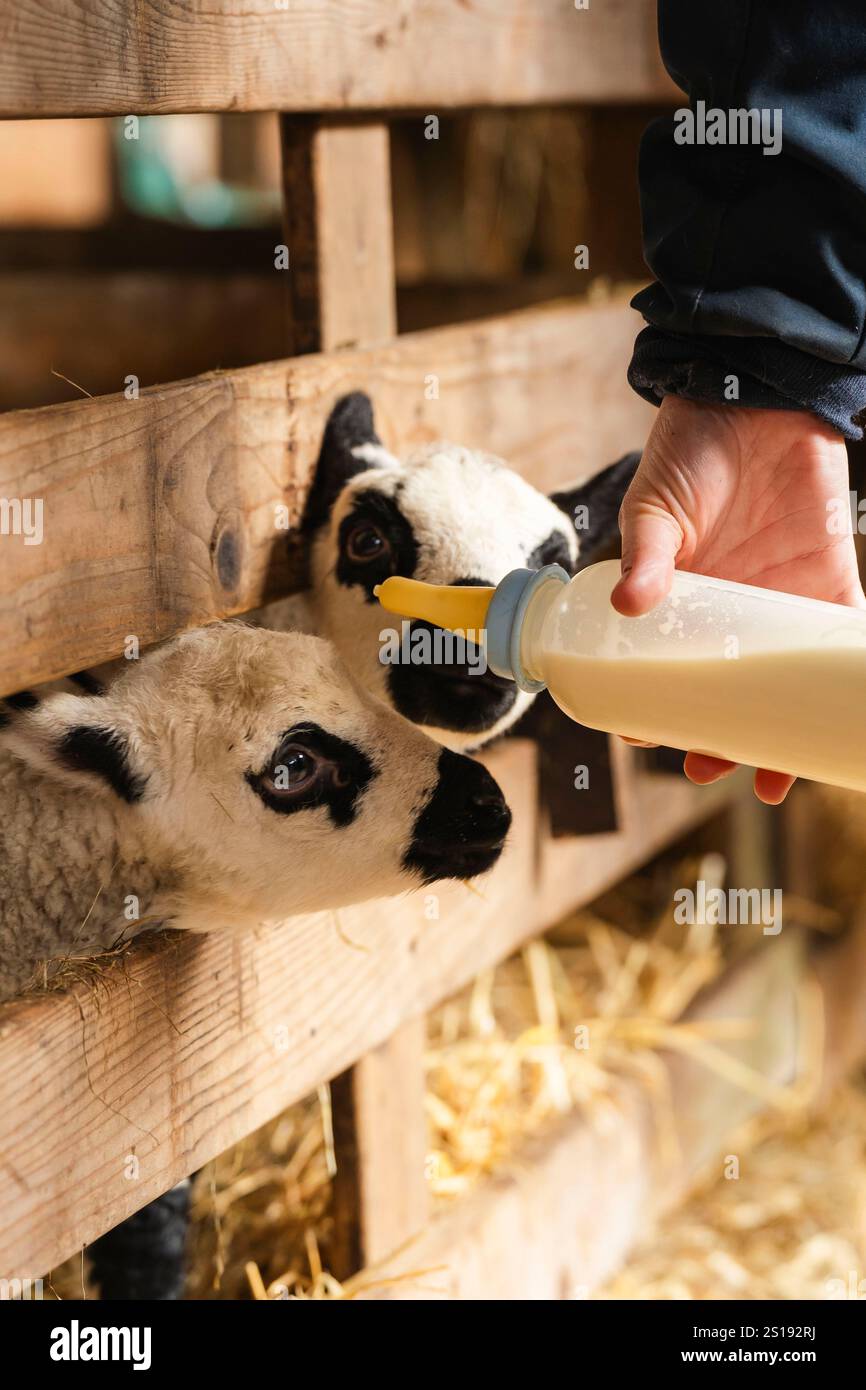 2 babysheeps Stock Photo