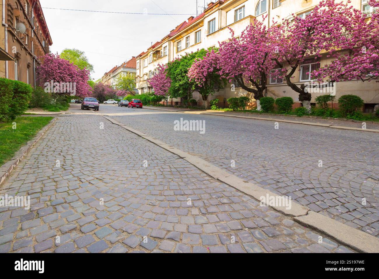 uzhhorod, ukraine - 26 apr, 2015: cherry blossom on the city street. romantic downtown scenery. old european town on a sunny morning. flourishing zen Stock Photo