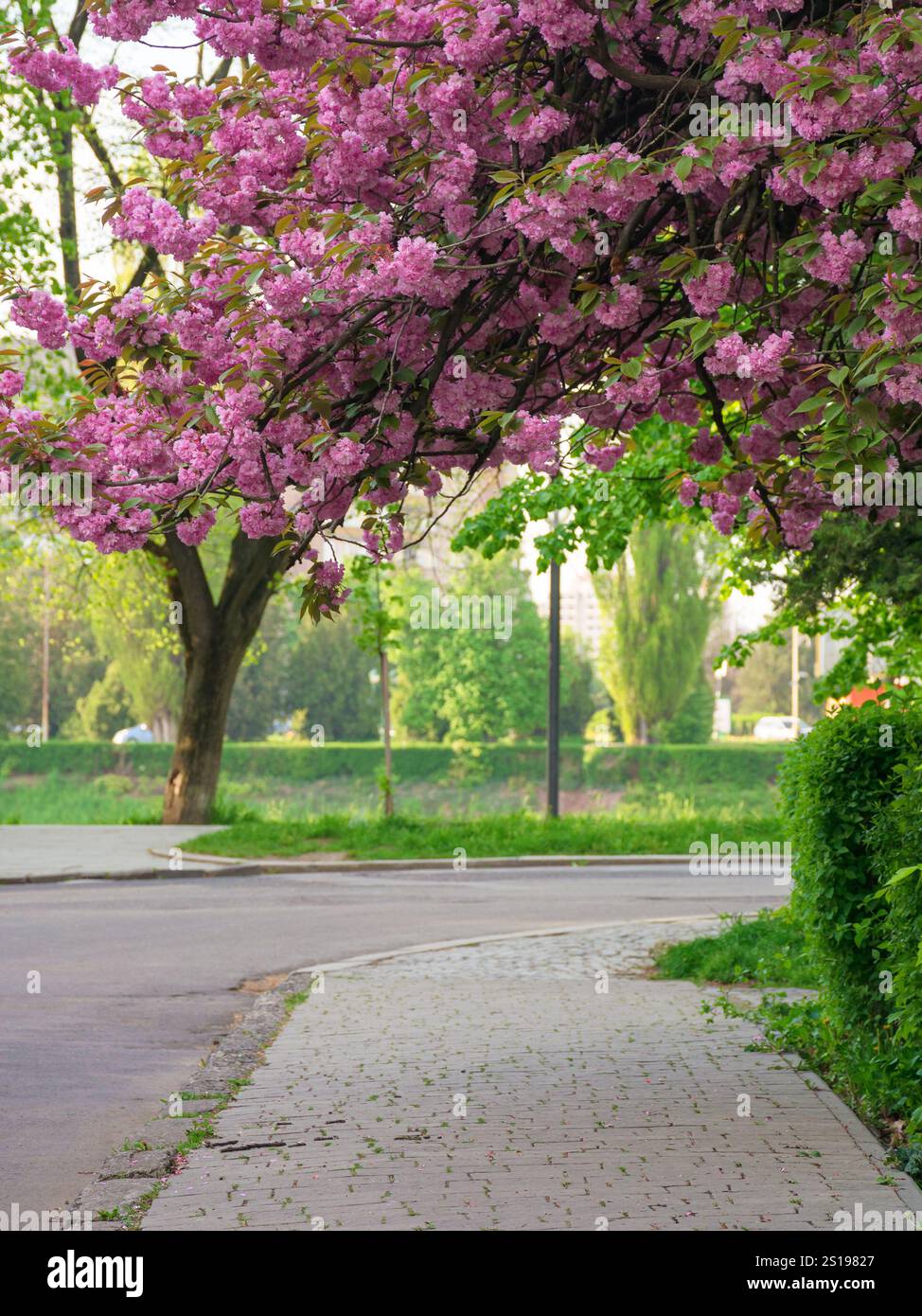 cherry blossom on the city street. spring season. old european town on a sunny morning. hanami holiday in april Stock Photo