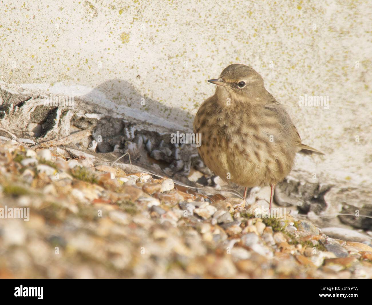 Rock Pipit Anthus petrosus Abberton Resevoir, Essex, UK BI039570 Stock Photo