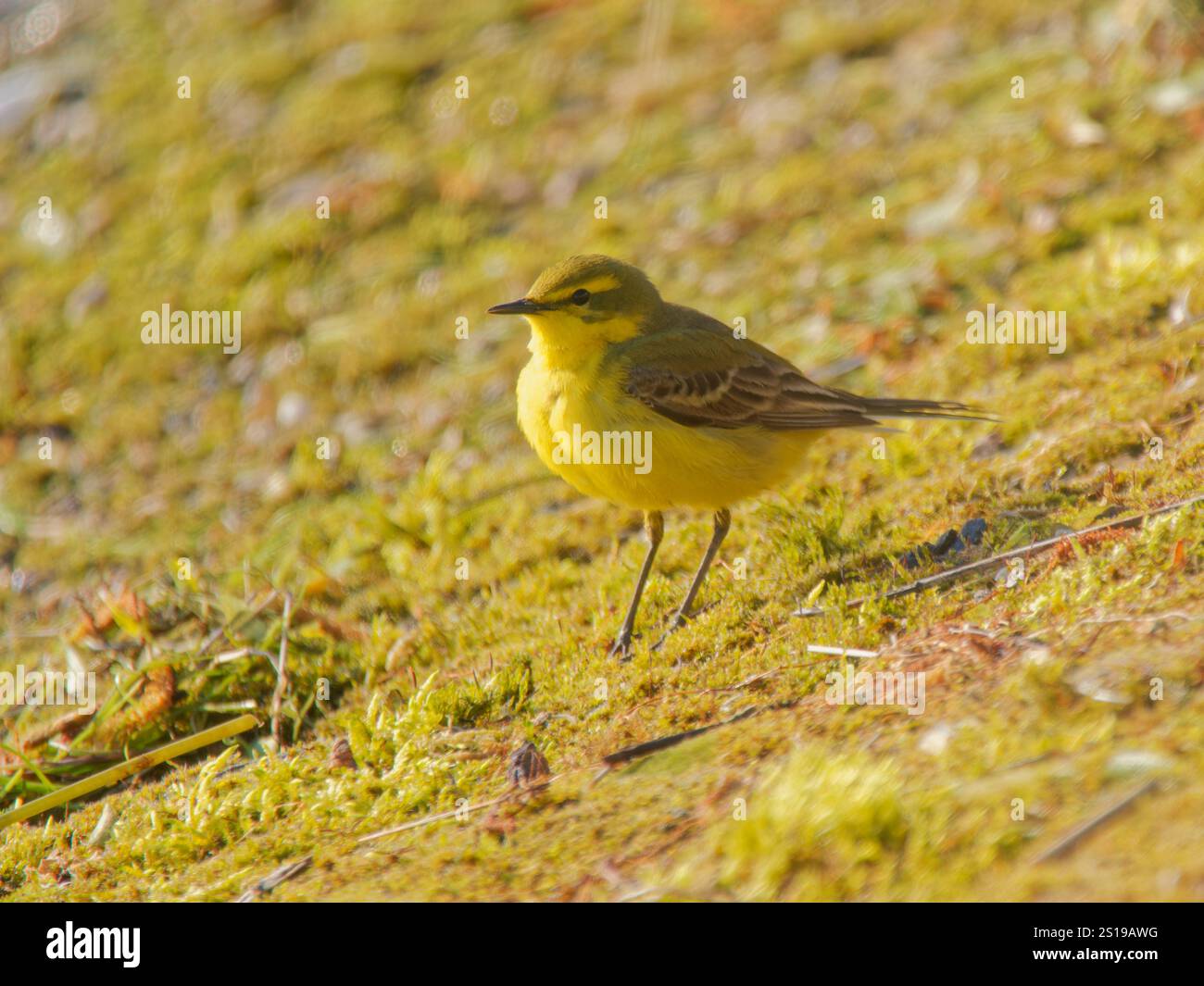 Yellow Wagtail Motacilla flava Abberton Resevoir,Essex,UK BI041220 Stock Photo
