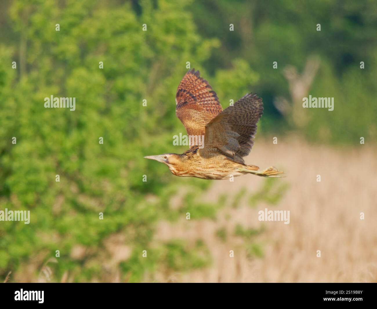 Bittern in flight Botaurus stellaris Minsmere,Suffolk,UK BI041332 Stock Photo