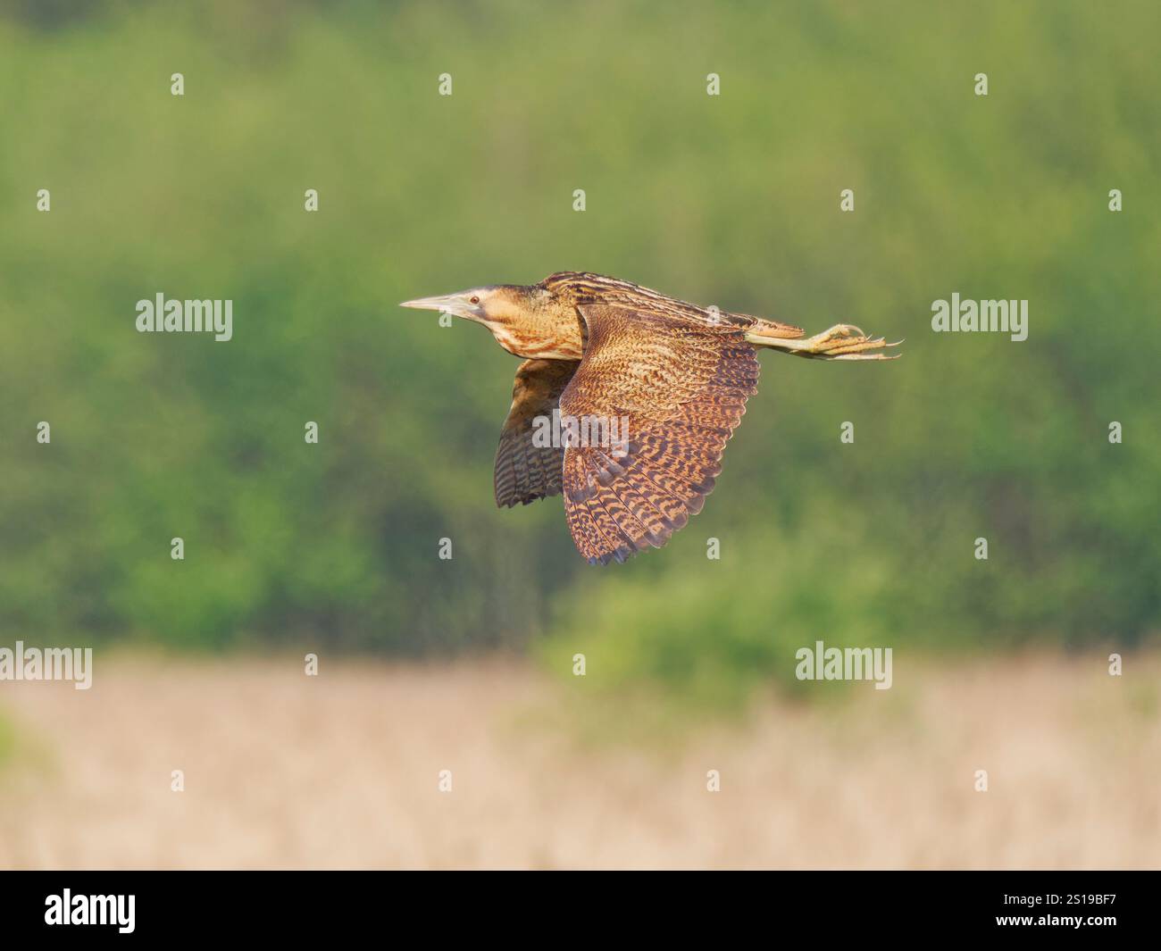 Bittern in flight Botaurus stellaris Minsmere,Suffolk,UK BI041336 Stock Photo