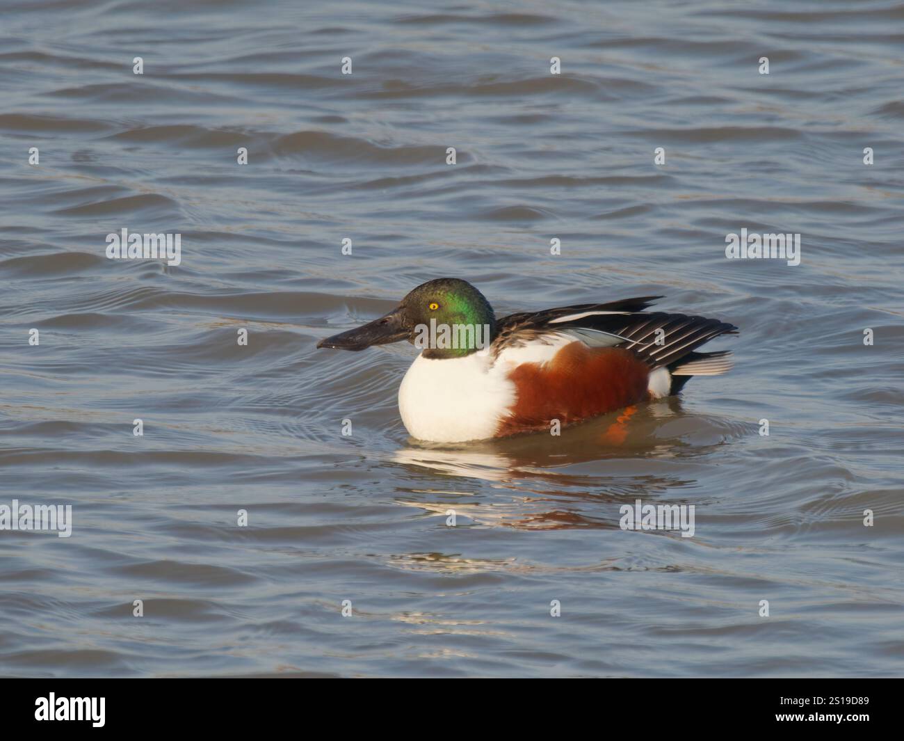 Drake Waterfowl Uk