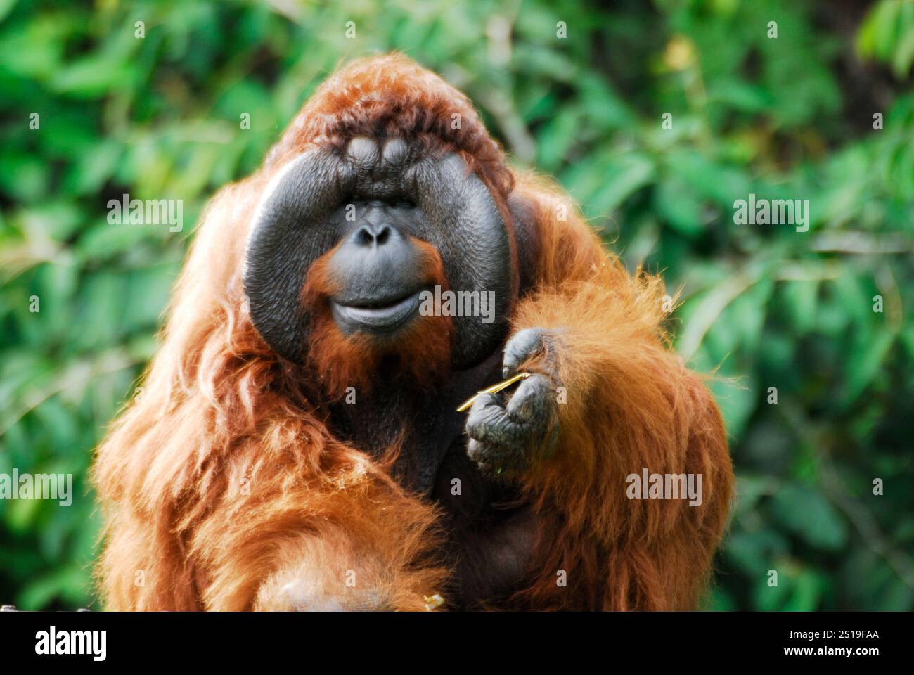 Oranguntan (Pongo pygmaeus) in Borneo island, Sarawak, Malaysia Stock ...