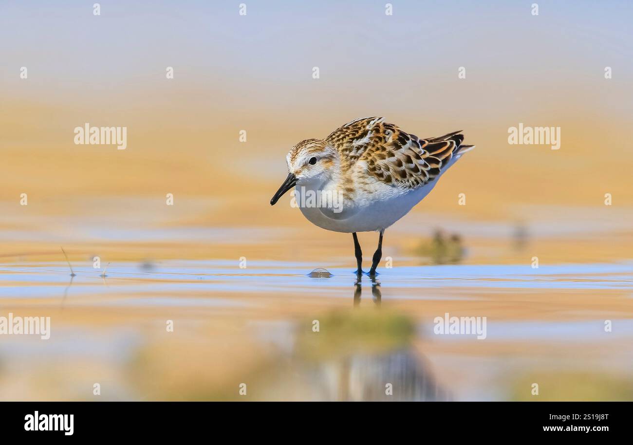 Little Stint (Calidris minuta) is a wetland bird that lives in the ...