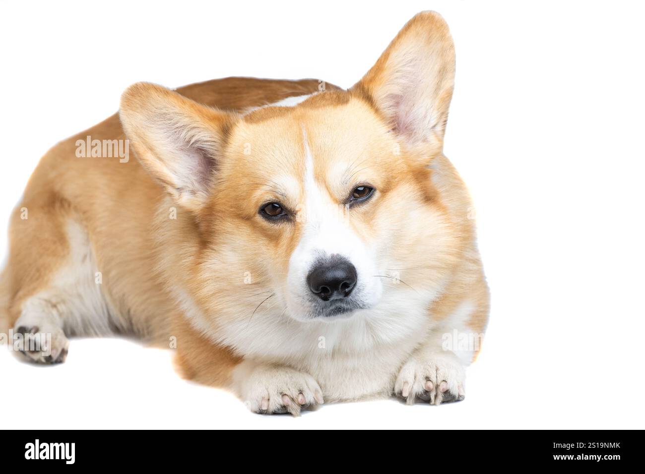 welsh corgi pembroke isolated on white background Stock Photo - Alamy