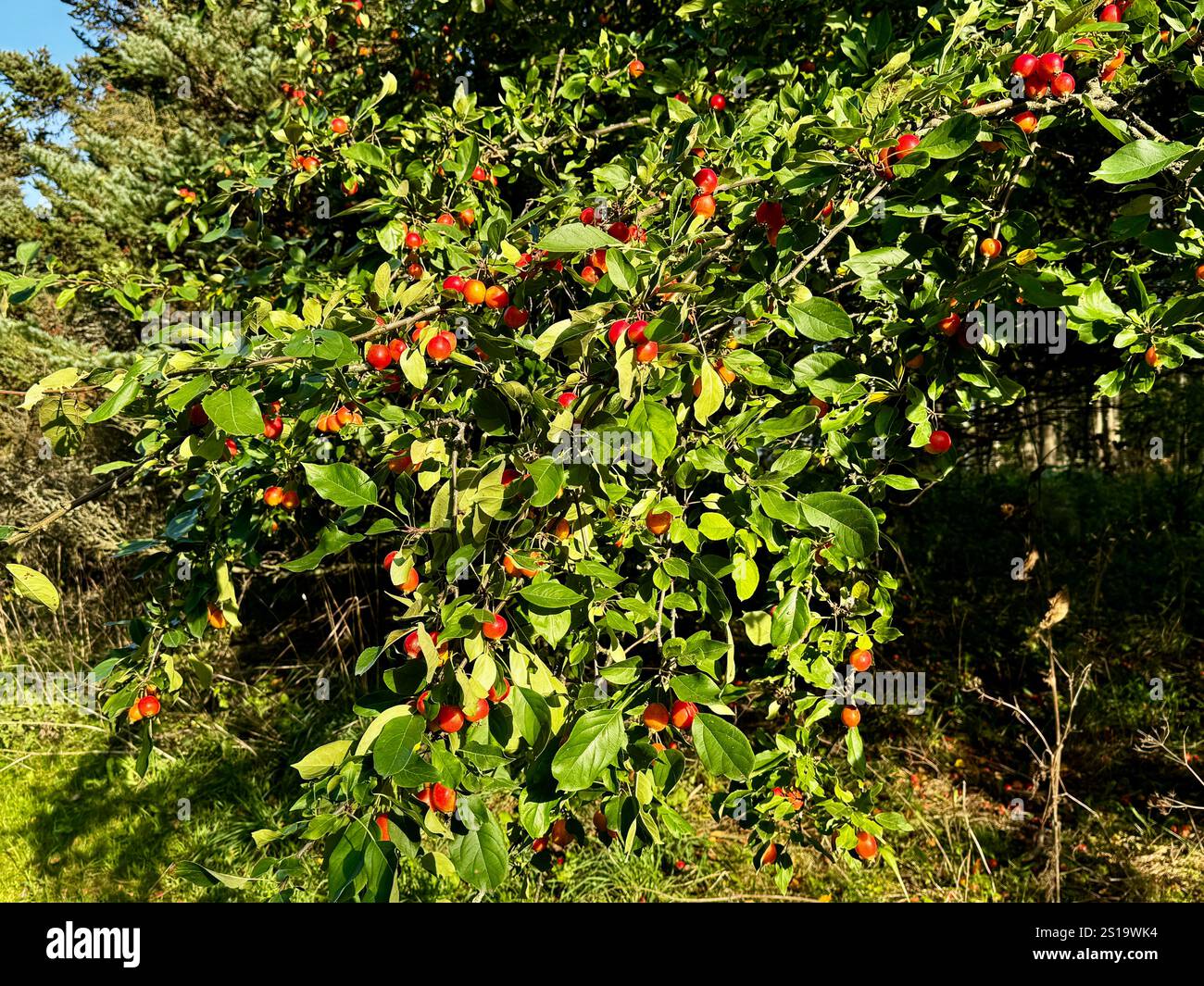 Wild crabapple tree (Malus sylvestris) adorned with small red fruits. Capturing the natural beauty of autumn in Finland with lush green foliage and vi - Smartphone Captured Stock Image