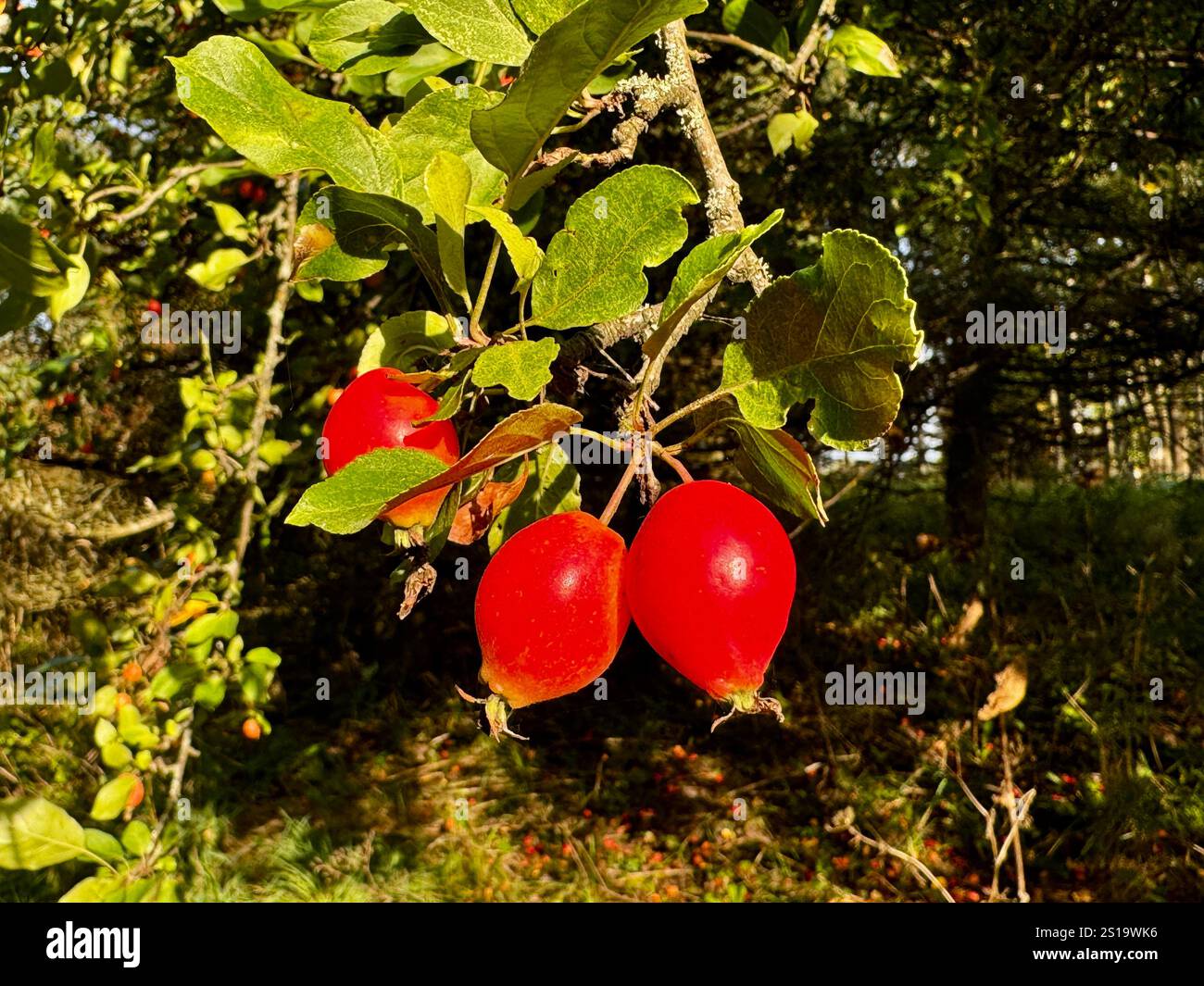Close-up of wild crabapples (Malus sylvestris) glowing red in the autumn sunlight. Highlighting the intricate textures and vibrant colors of Finland's - Smartphone Captured Stock Image