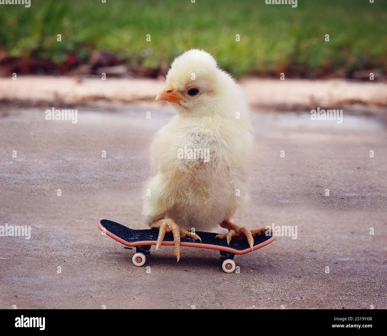 Chicken riding hi-res stock photography and images - Alamy