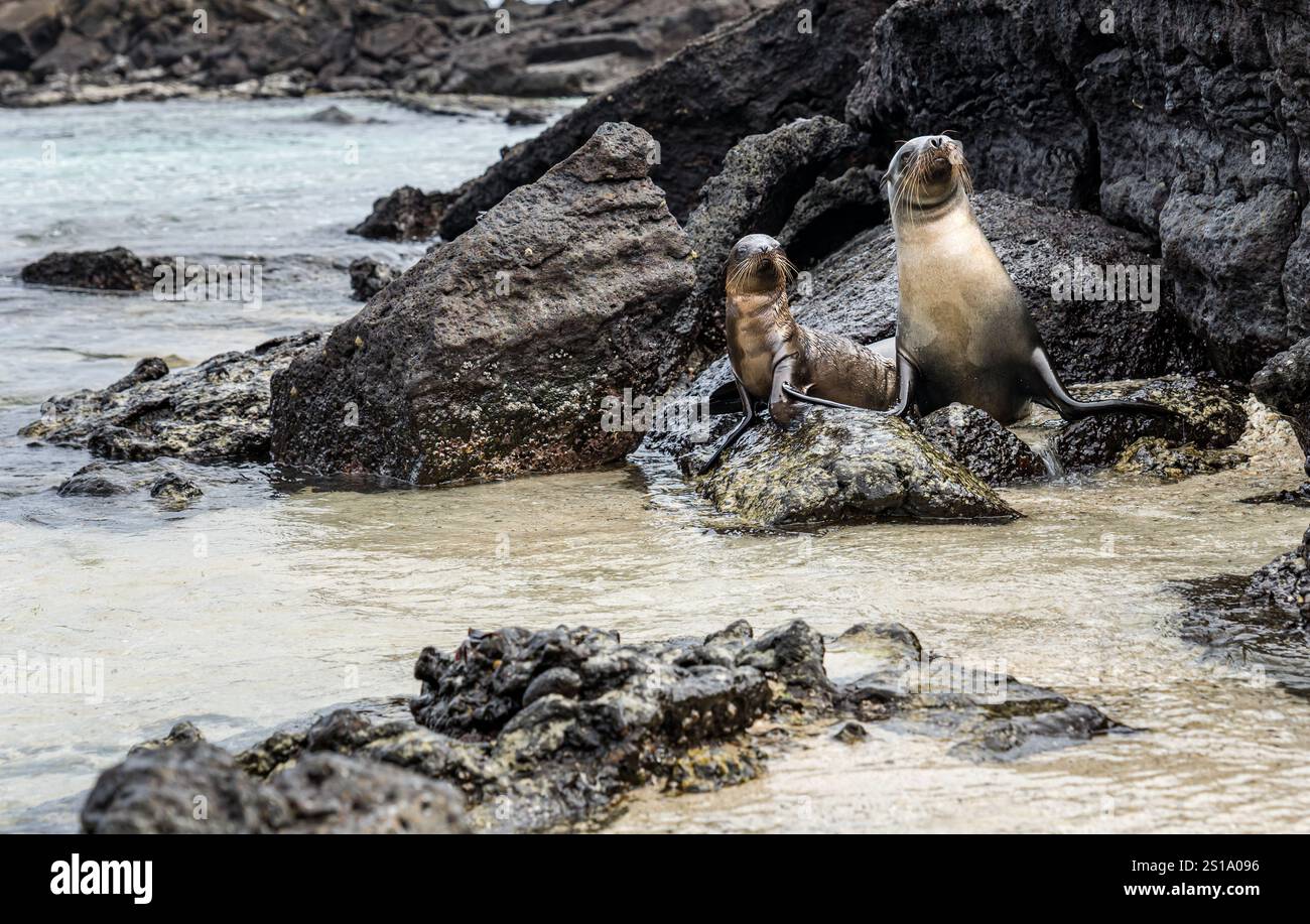 galapagos-sea-lions-zalophus-wollebaeki-on-rocky-shore-genovesa