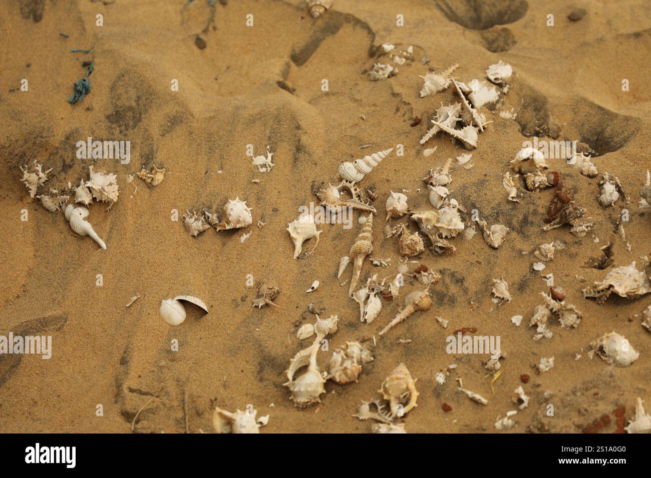 Seashells on the Beach sand Stock Photo