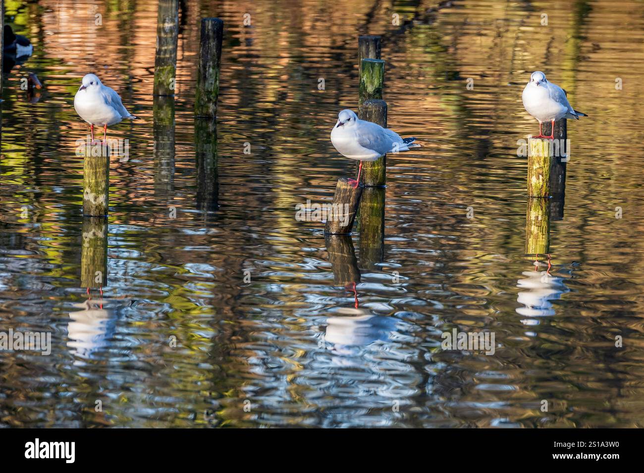 Gulls on posts in pond. Stock Photo