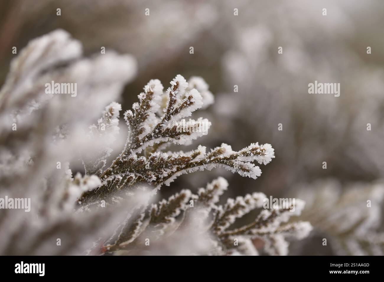 Thuja tree branches close up Stock Photo
