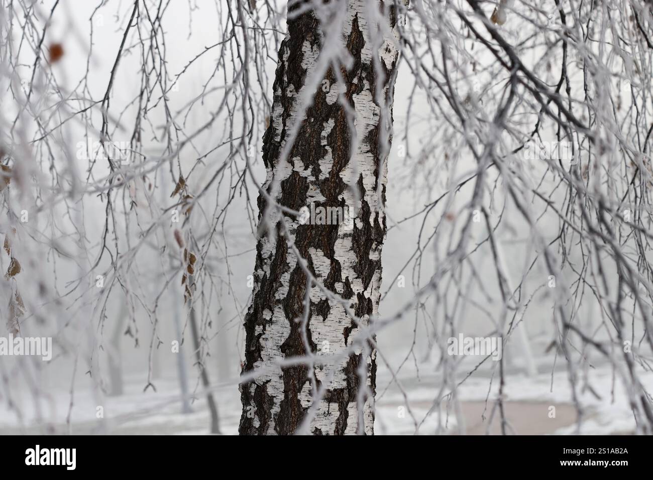 Birch tree in the snow Stock Photo