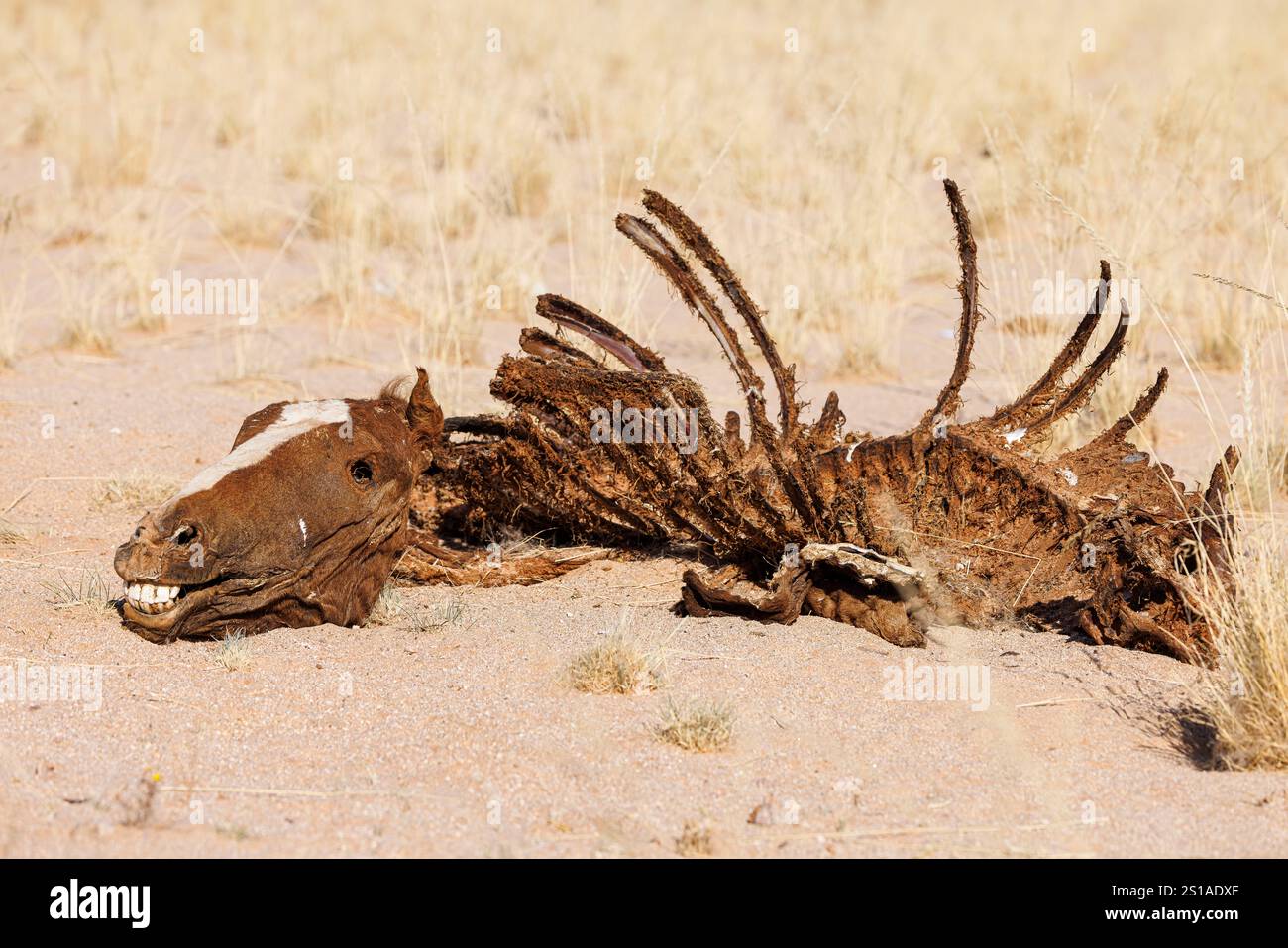 Namibia, Karas district, Aus, Namib wild horse dead body Stock Photo