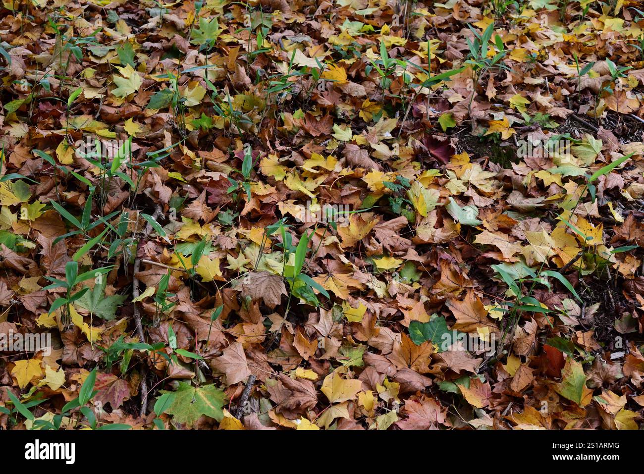 An assortment of fallen leaves on the ground Stock Photo - Alamy