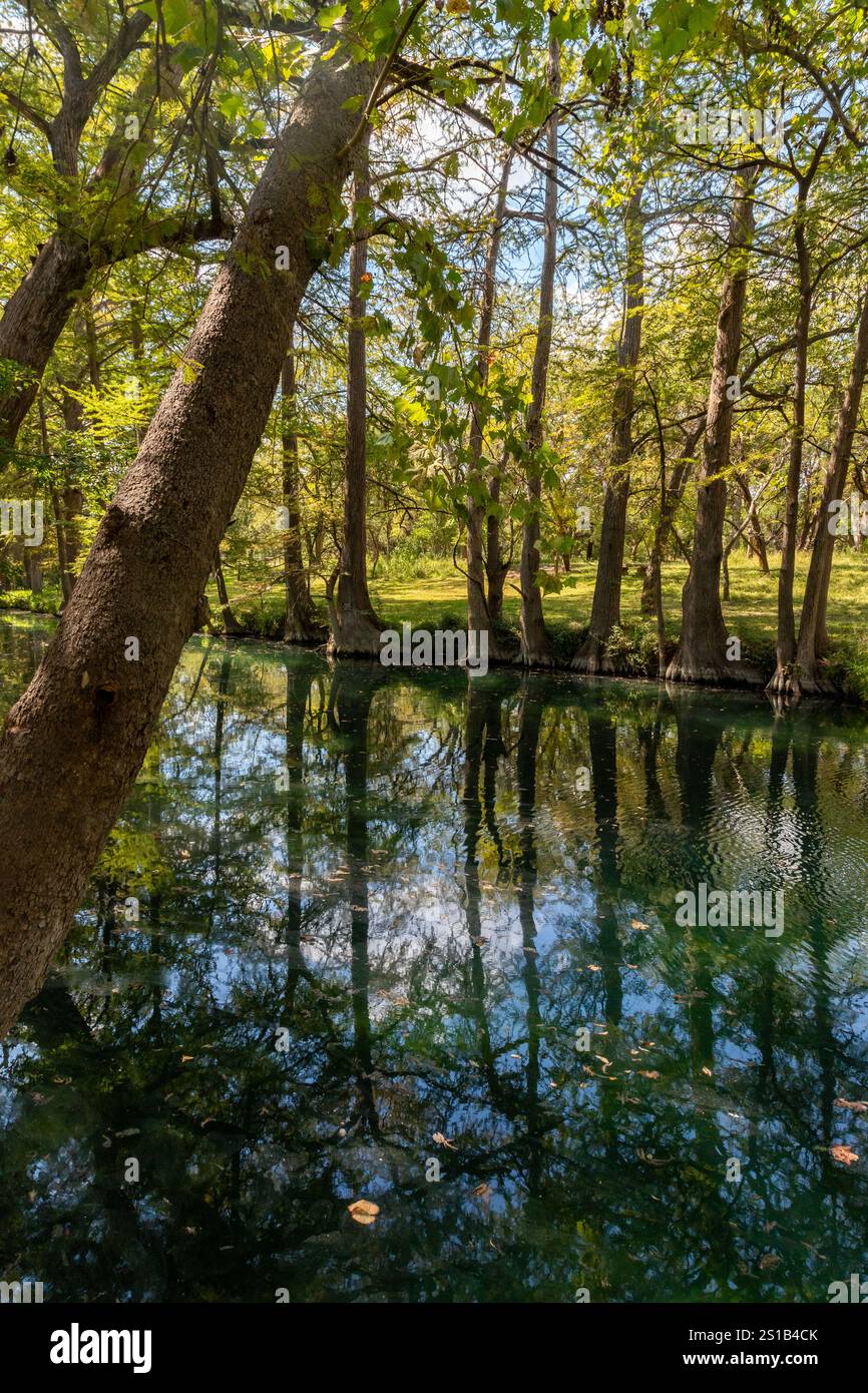 Bald cypress trees around lake in Wimberley, Texa, USA Stock Photo - Alamy