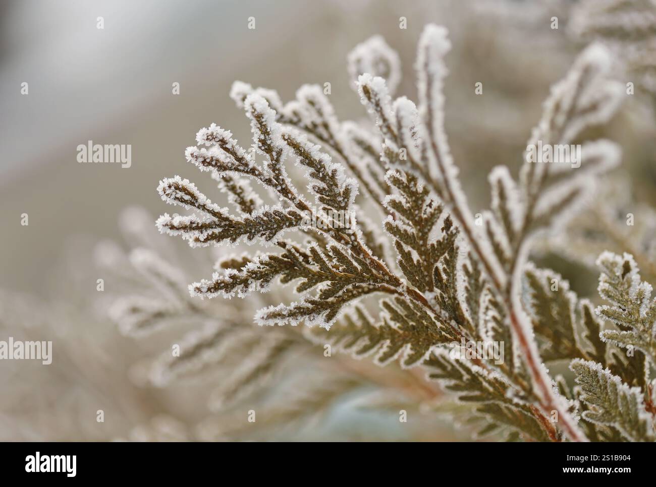 Thuja tree branches close up Stock Photo