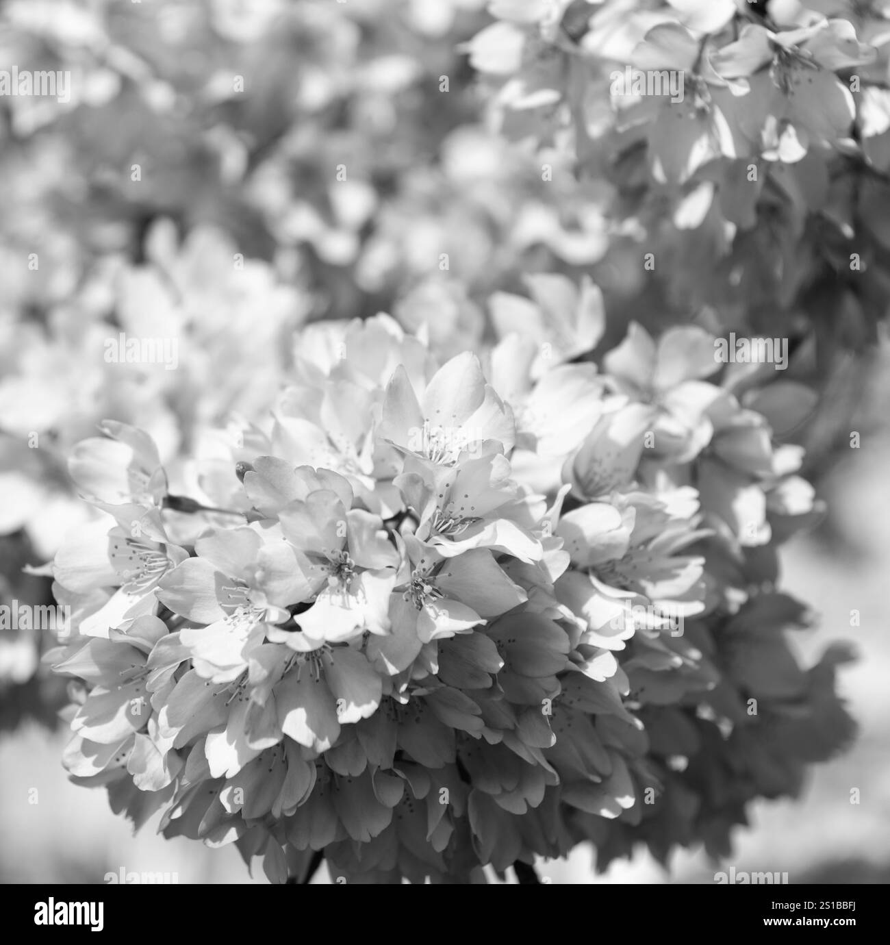 japanese cherry pink flowers of sakura tree in full spring bloom Stock ...