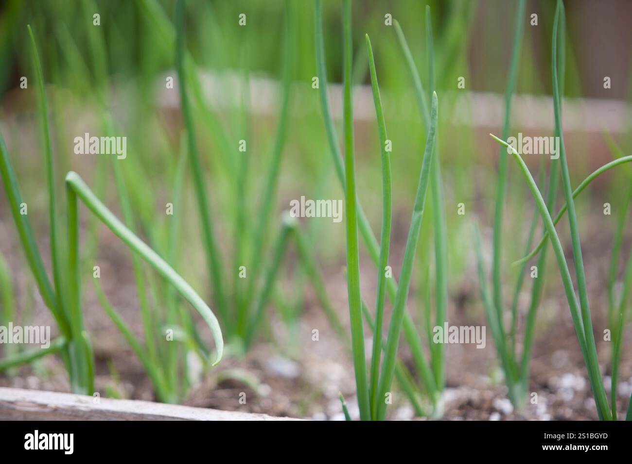 Growing spring onion red hi-res stock photography and images - Alamy