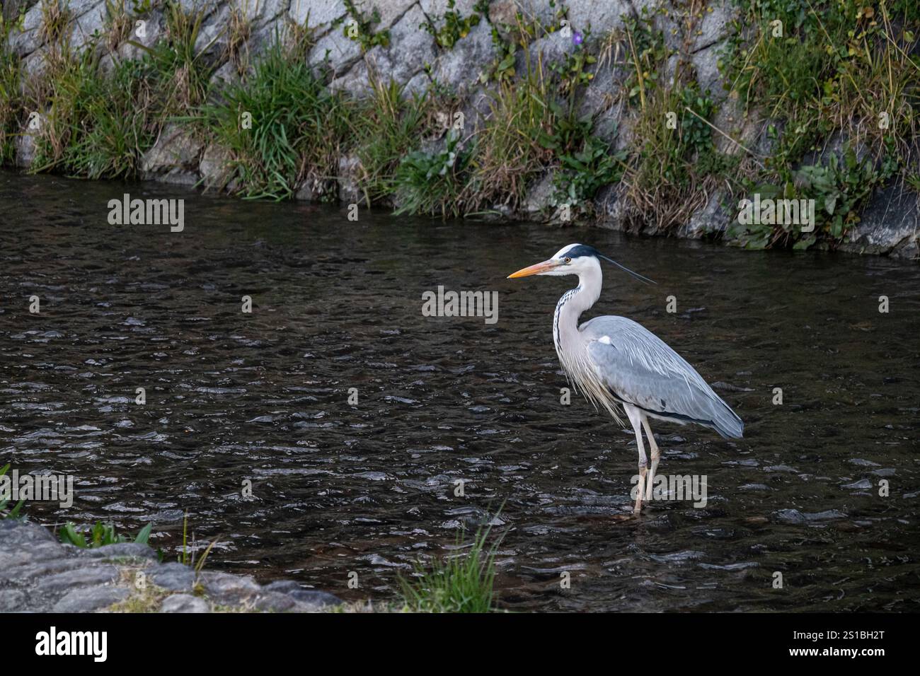 Grey Heron on Kamogawa River (Kamo River), ⁨Kyoto⁩, ⁨Japan⁩ Stock Photo