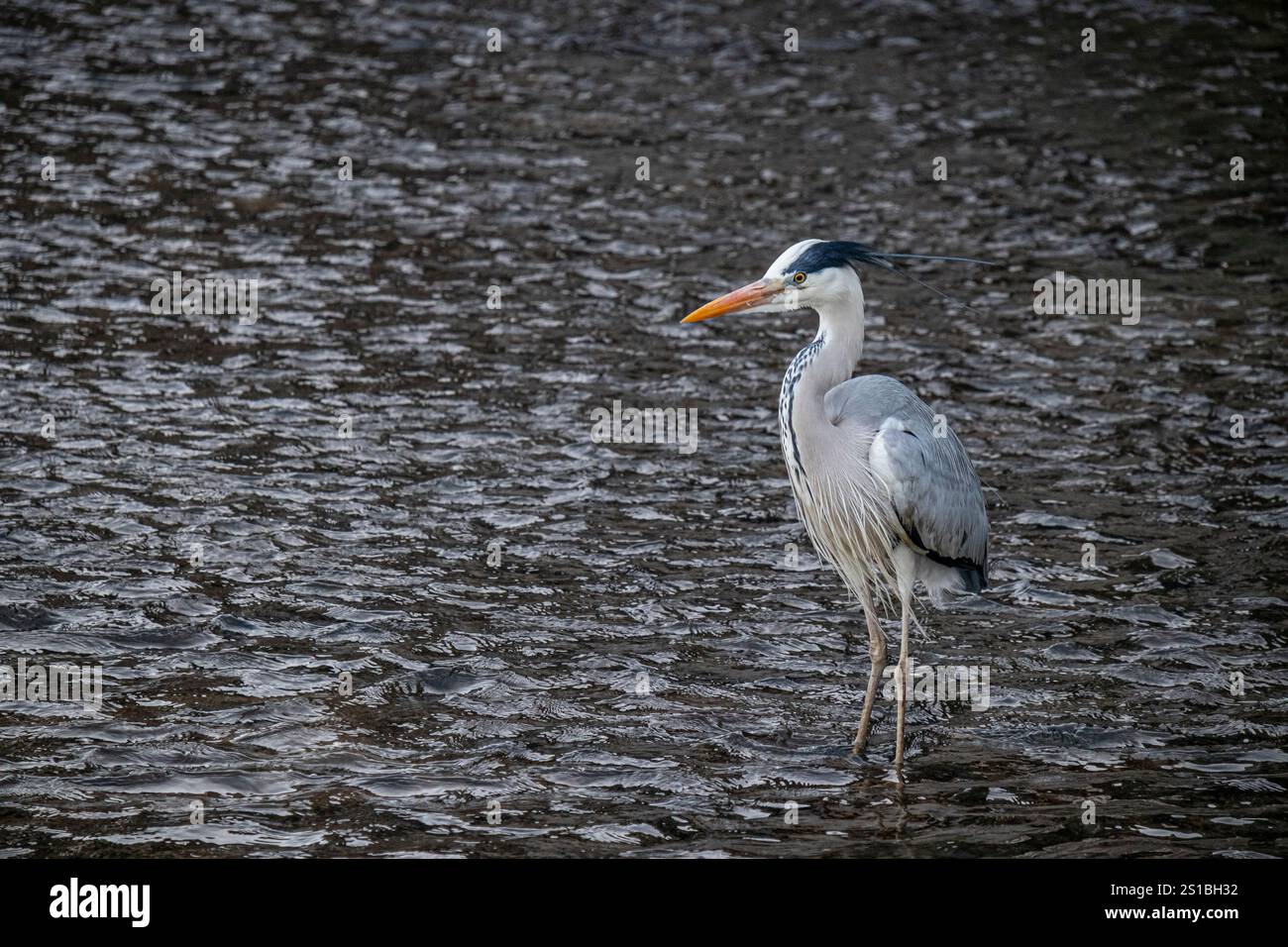 Grey Heron on Kamogawa River (Kamo River), ⁨Kyoto⁩, ⁨Japan⁩ Stock Photo