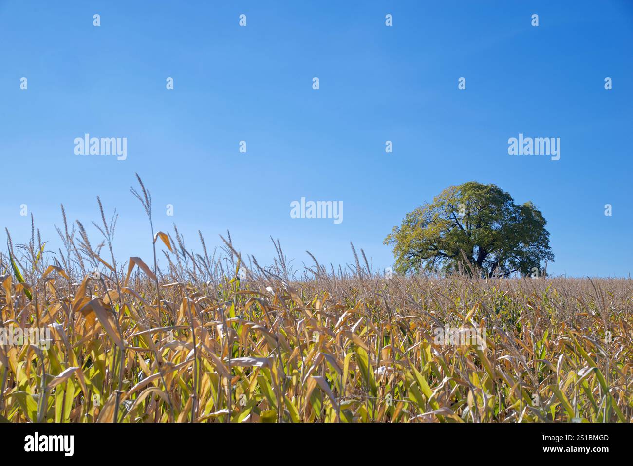 A single maple trees isolated in the corn field, perfect as background ...