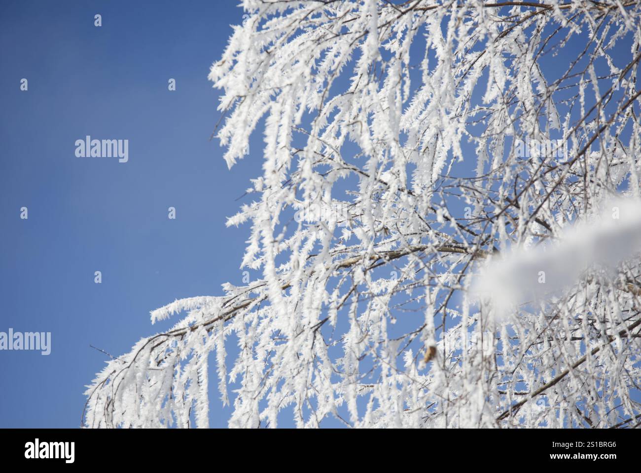 Icy branches of a birch tree Stock Photo