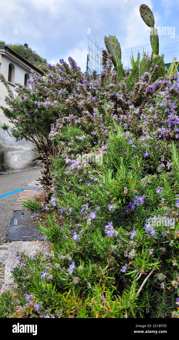A beautiful big bush of flowering rosemary. Italy, Cannero, Lago Maggiore. Stock Photo