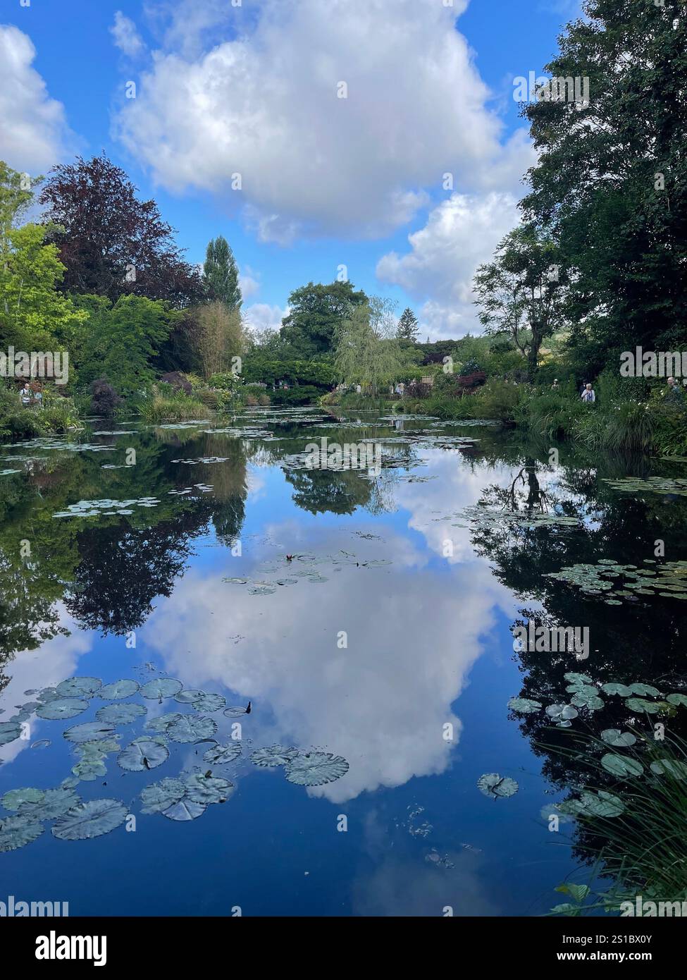 A beautiful mirror image of the lily pond - Smartphone Captured Stock Image