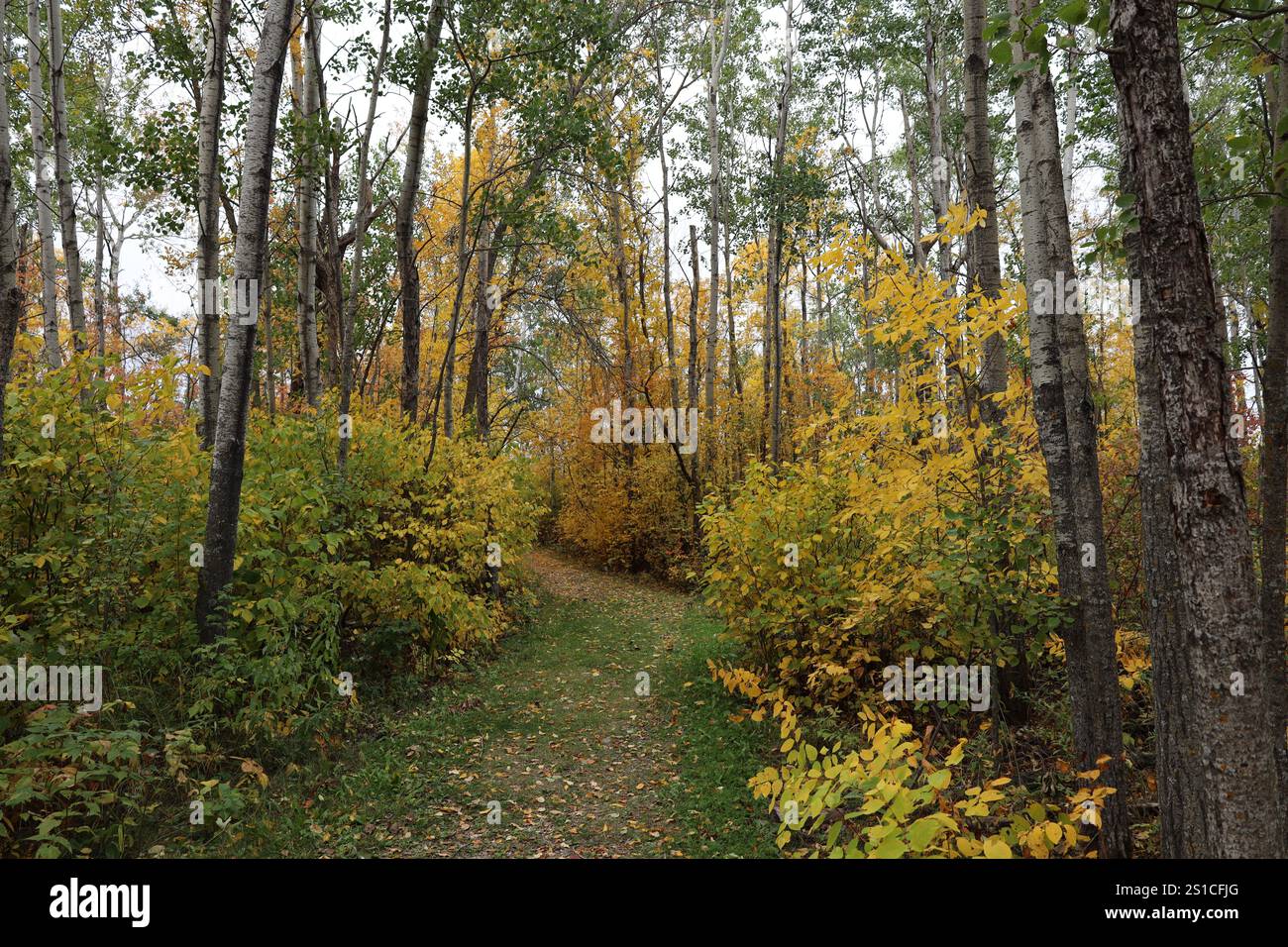 leaf-strewn path through boreal forest in full autumn glory Stock Photo