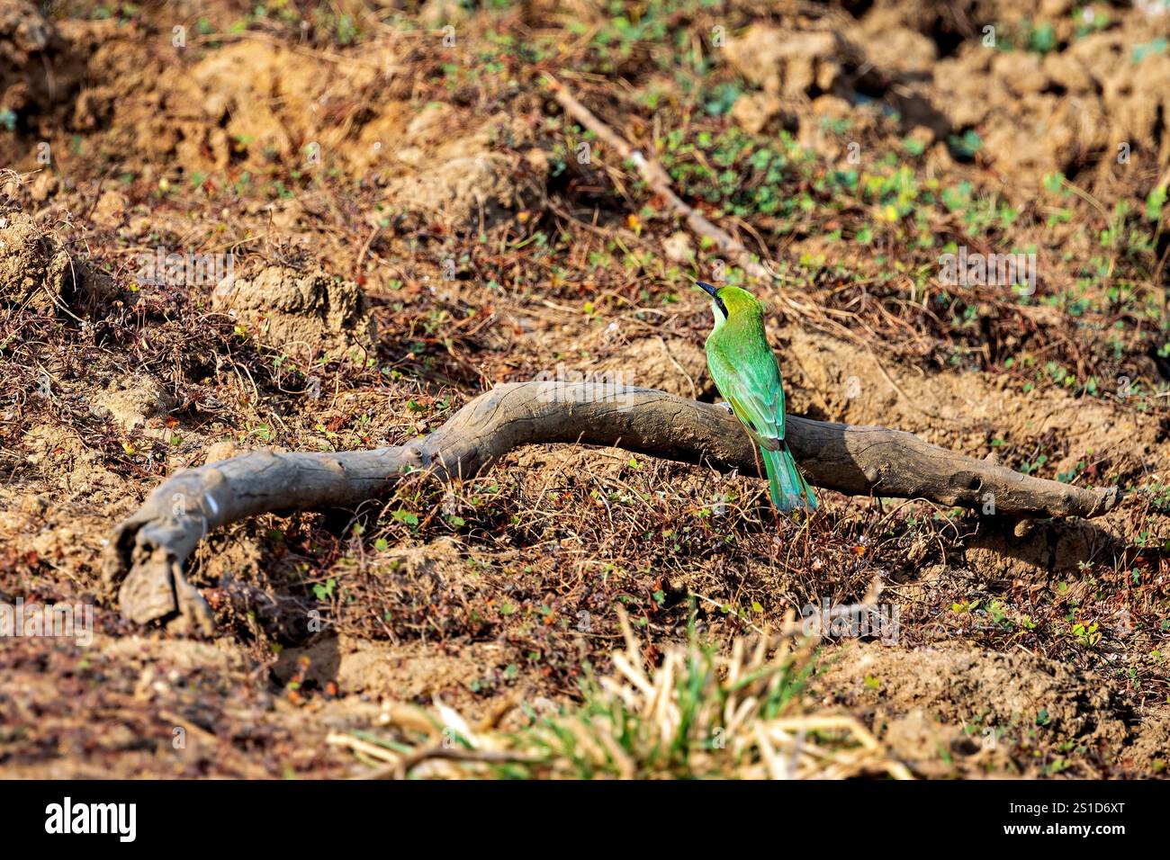 Green Bee Eater Birds of Sri Lanka Stock Photo - Alamy