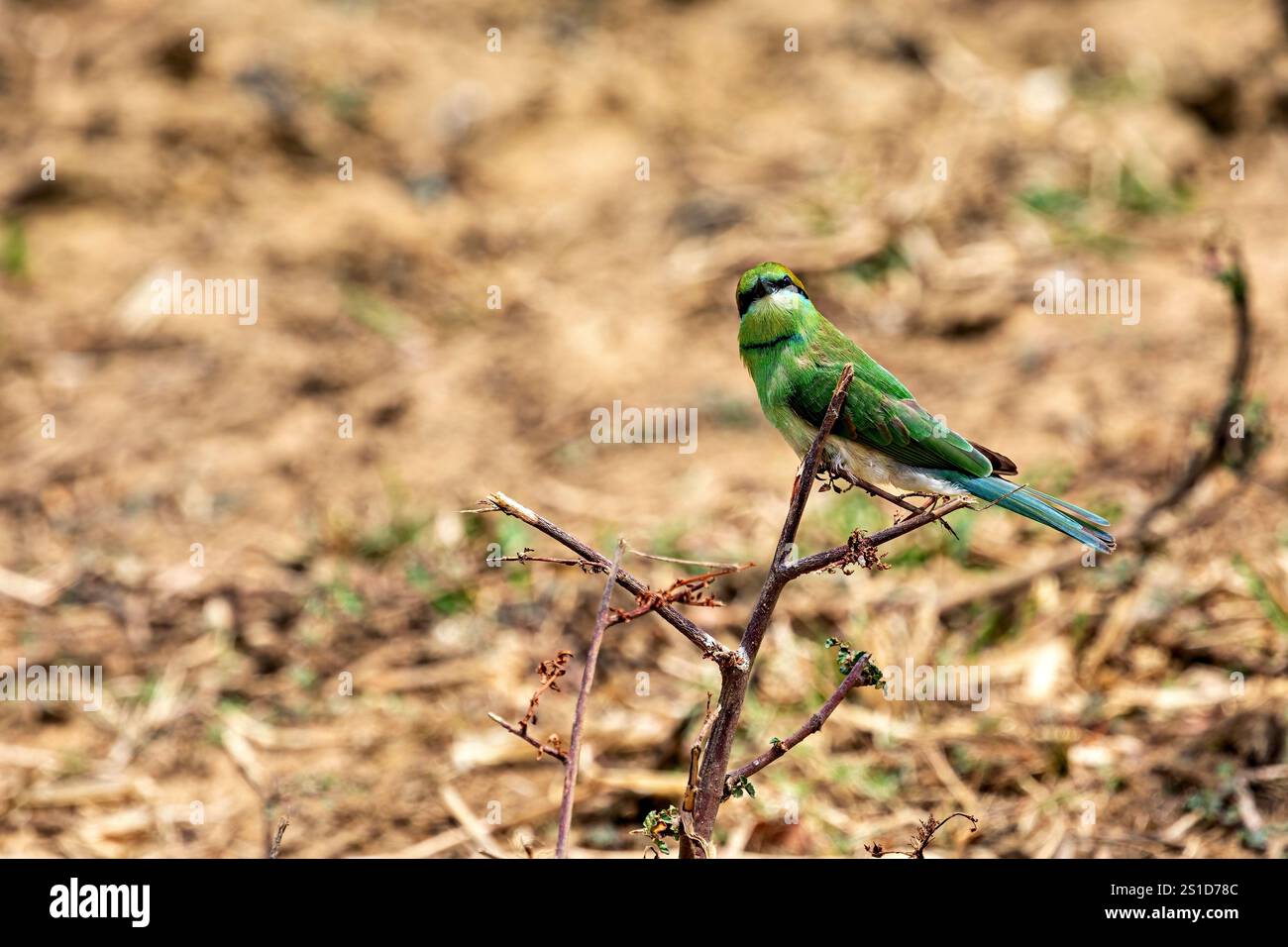 Green Bee Eater Birds of Sri Lanka Stock Photo - Alamy