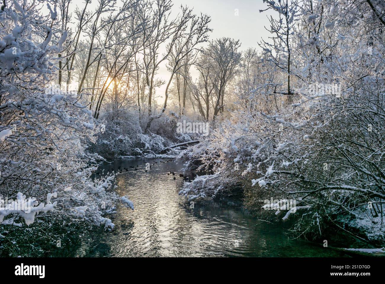 frosty morning in a riverside forest near the danube river in linz ...