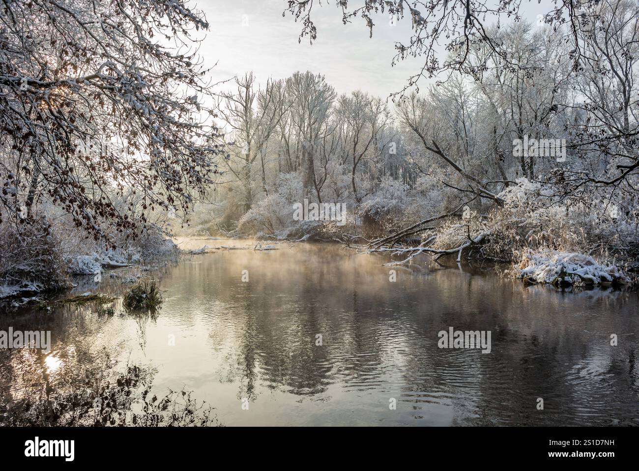 frosty morning in a riverside forest near the danube river in linz ...