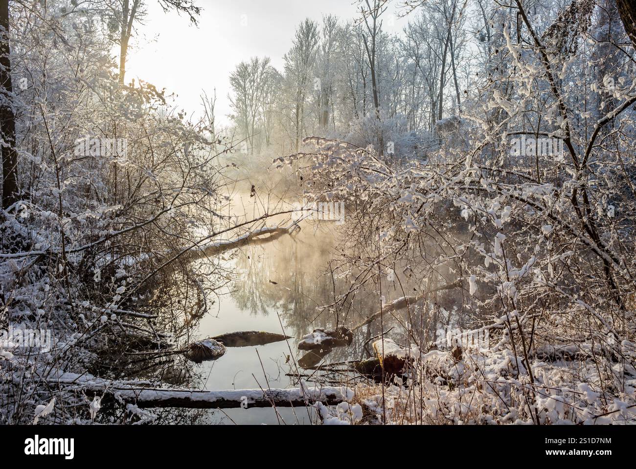 frosty morning in a riverside forest near the danube river in linz ...