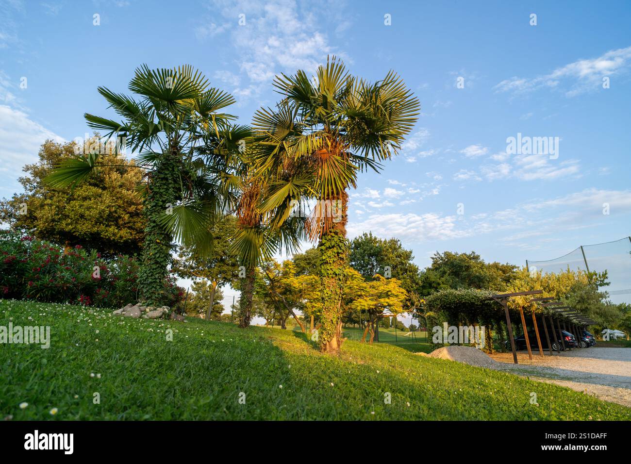 Lush green park with tall palm trees, vibrant foliage, and a pergola ...